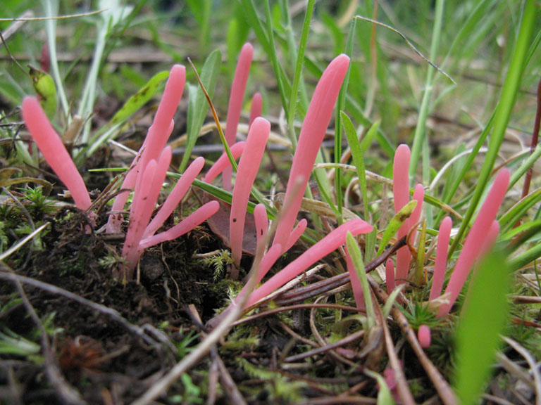 Clavaria rosea